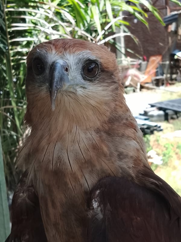 Tethered Brahminy kite up close in Kuta Trieng, Indonesia