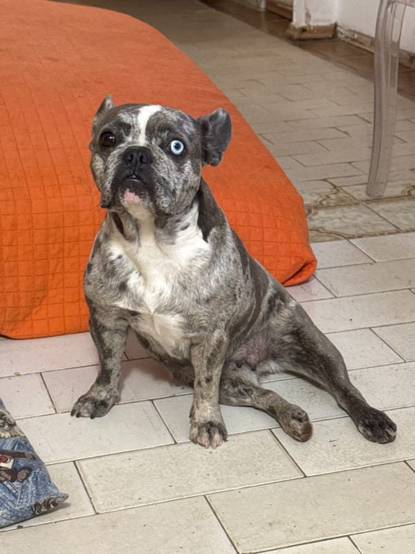 French Bulldog crew at home in San Benedetto del Tronto