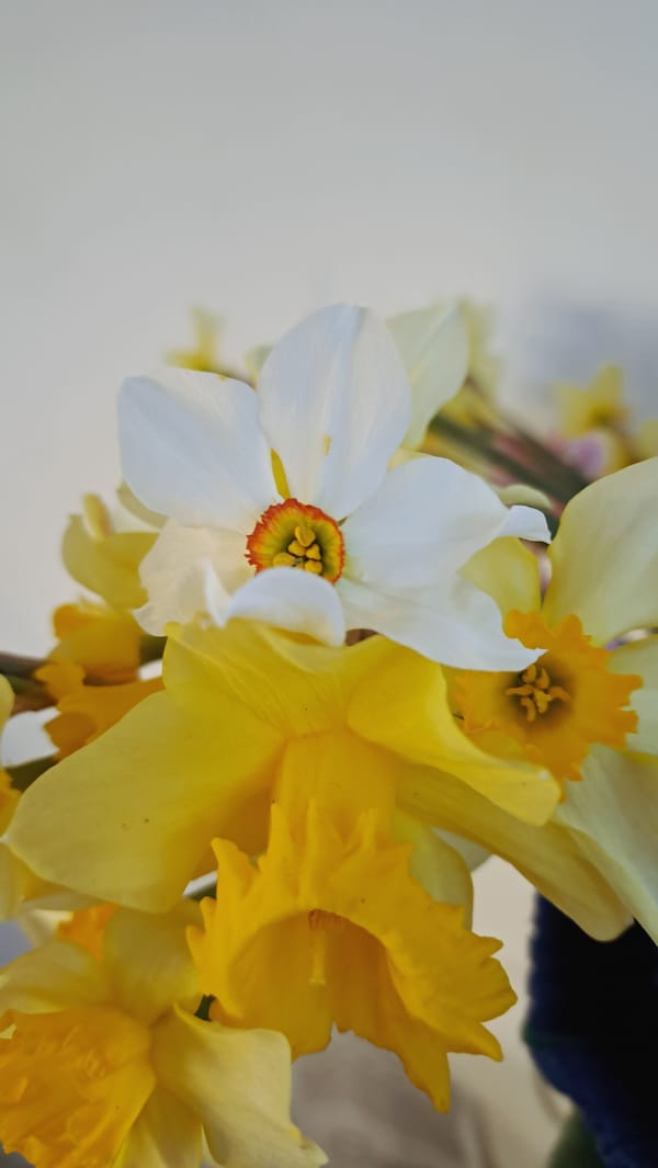 Spring garden flowers documented in 14-minute botanical observation session