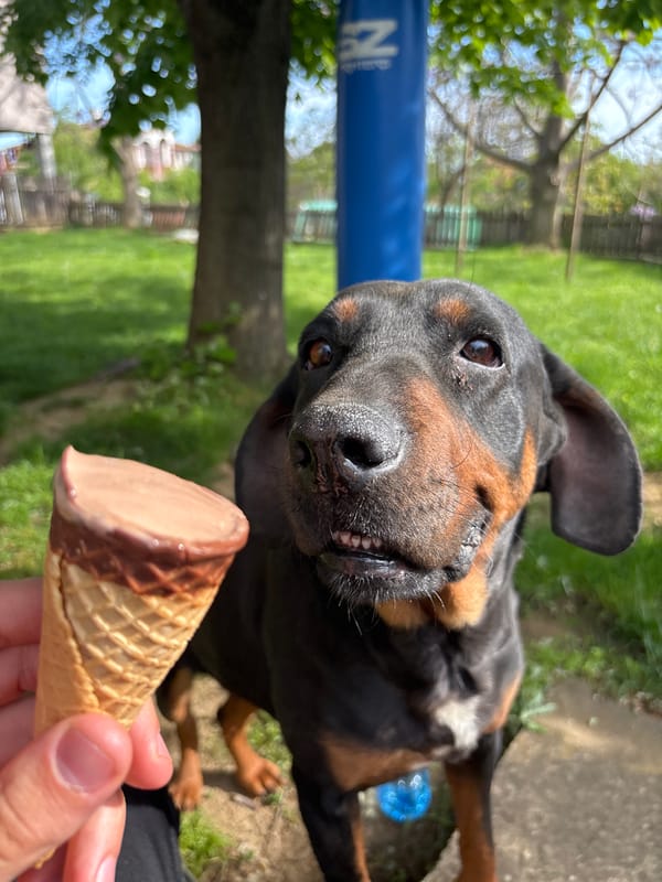 Dogs and ice cream moment captured in Bulgarian yard