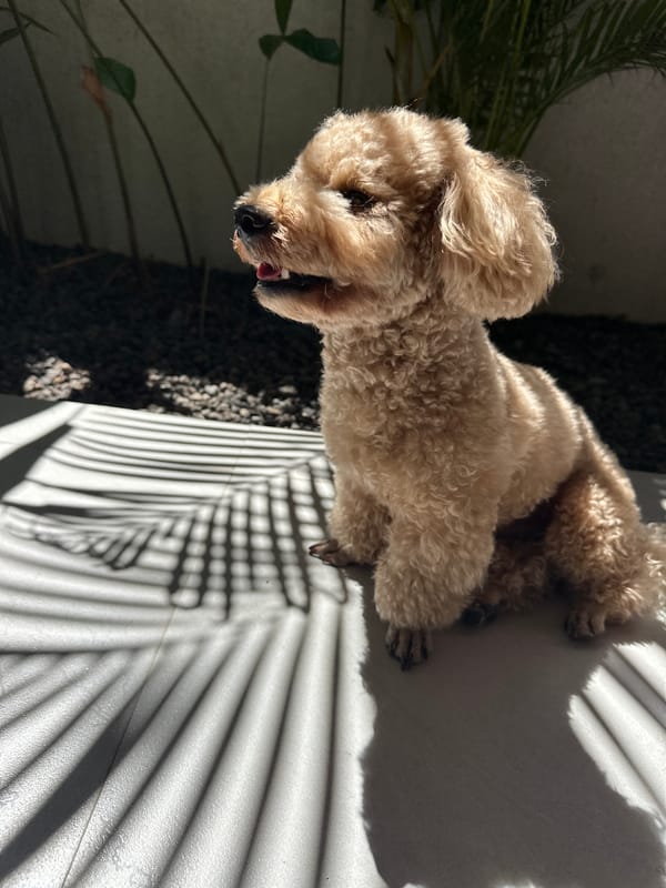 Poodle captured in multiple poses during early morning in North Kuta