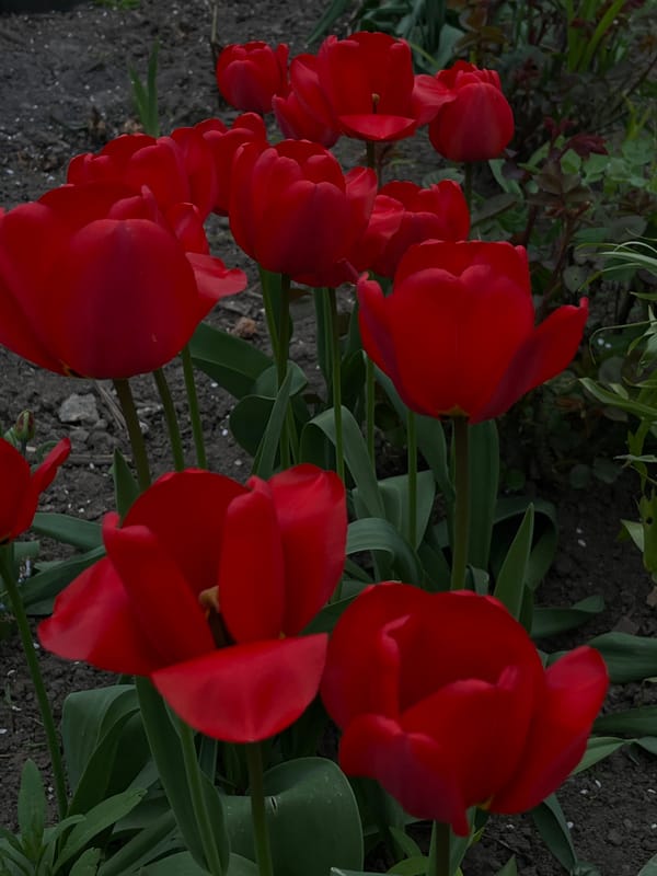 Spring day documented through flowers, portraits in Novopokrovskaya, Russia