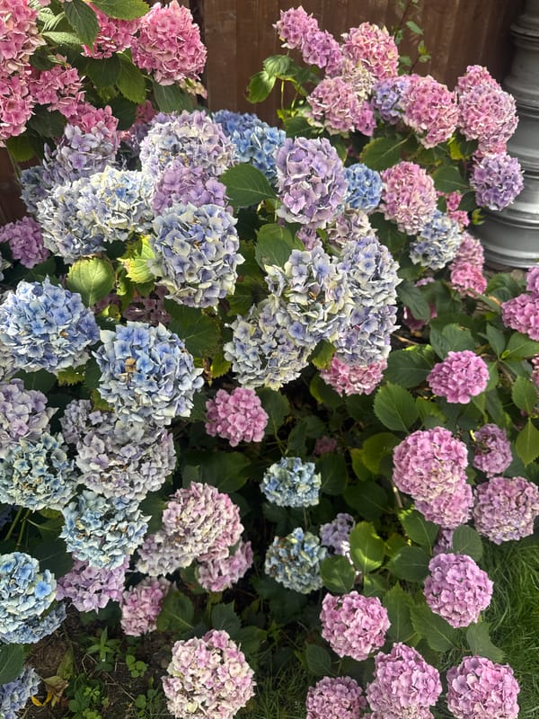 Hydrangeas in full bloom, a mix of pink, purple, and blue