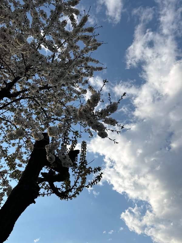 Spring blooms captured against blue sky on April 19