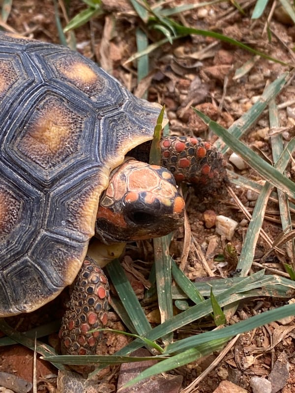 Red-footed tortoises spotted in Venezuelan countryside near Tinaquillo