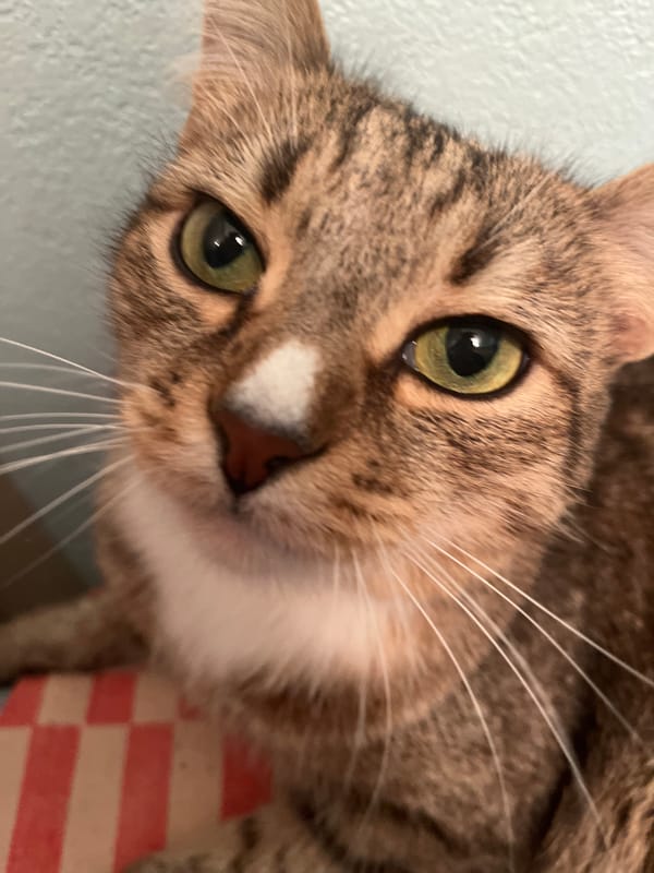 Tabby cat with green eyes documented by witnesses in Izhevsk