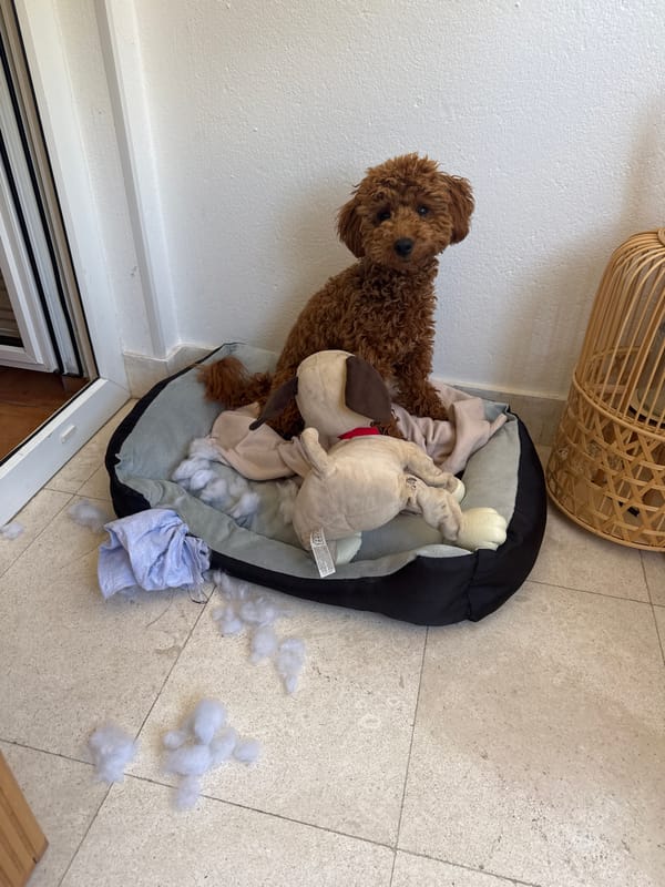 Brown poodle sits amid destroyed dog bed in Montenegro