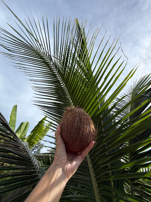 Fresh coconuts cracked open on Ko Samui