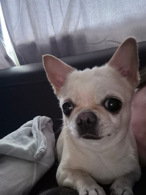Chihuahua's afternoon: couch naps, patio sniffs, and snack time.
