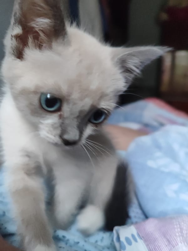 Curious kitten explores a cozy indoor space in Bishkek