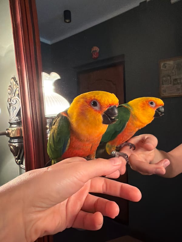 Sun conures perch on a hand in Khimki, Russia
