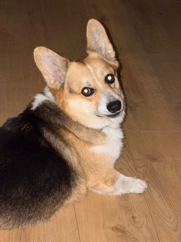 Corgi, selfies, and a viral music challenge in Gangloff