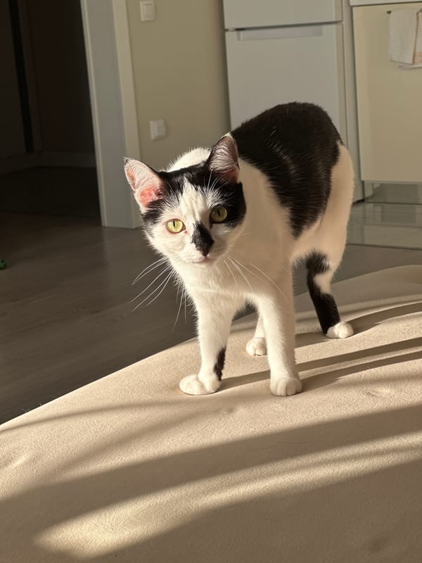 Lazy afternoon with a black and white cat in a Kokshetau apartment