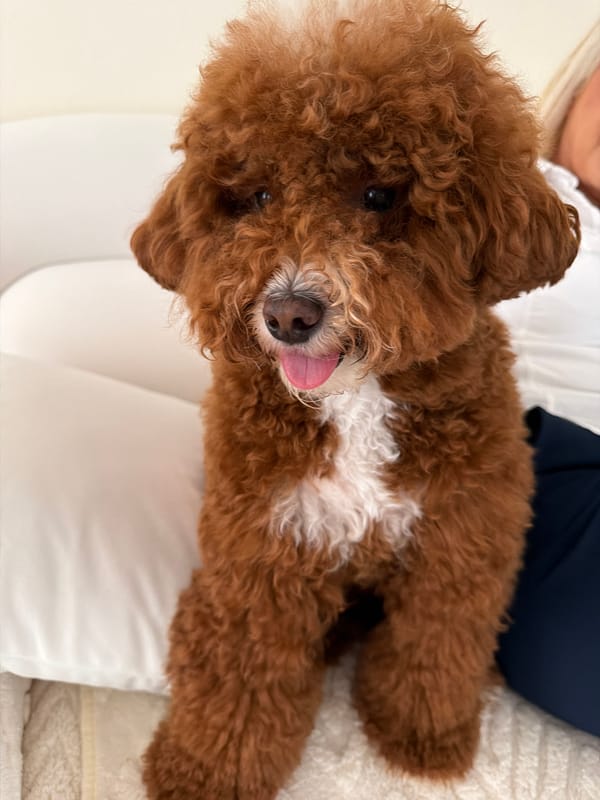 Poodle and home decor, quiet July 4th evening indoors