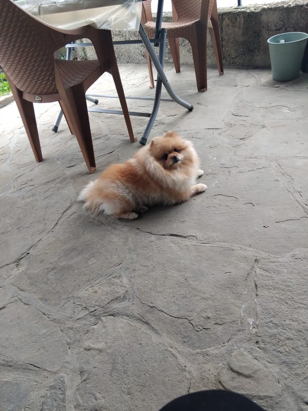 Pomeranian dog spotted on stone patio in Apriltsi, Bulgaria