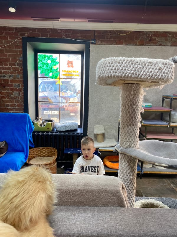 Cat cafe visit documented in Izhevsk, Russia afternoon