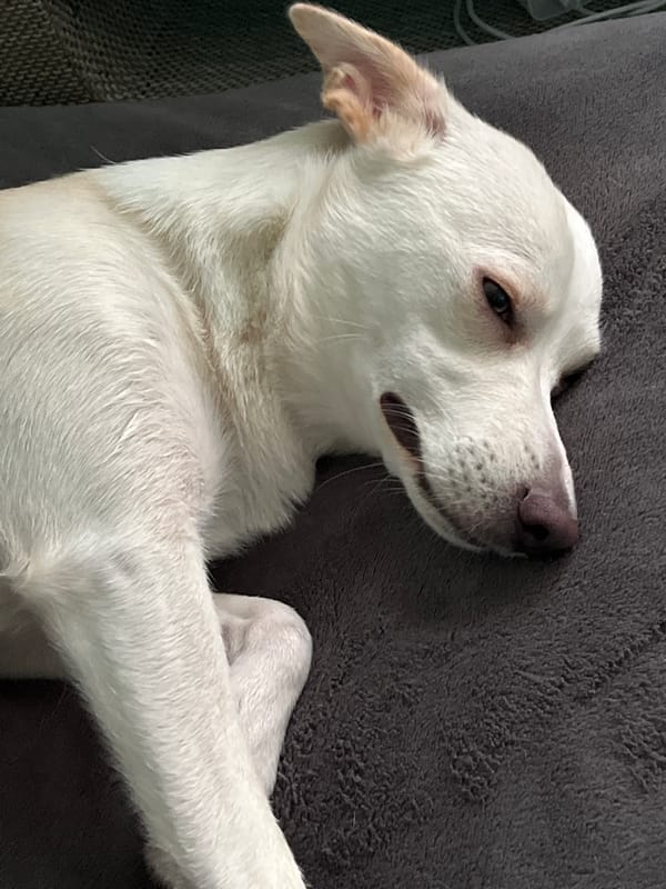 White dog lounging on a couch in Lviv