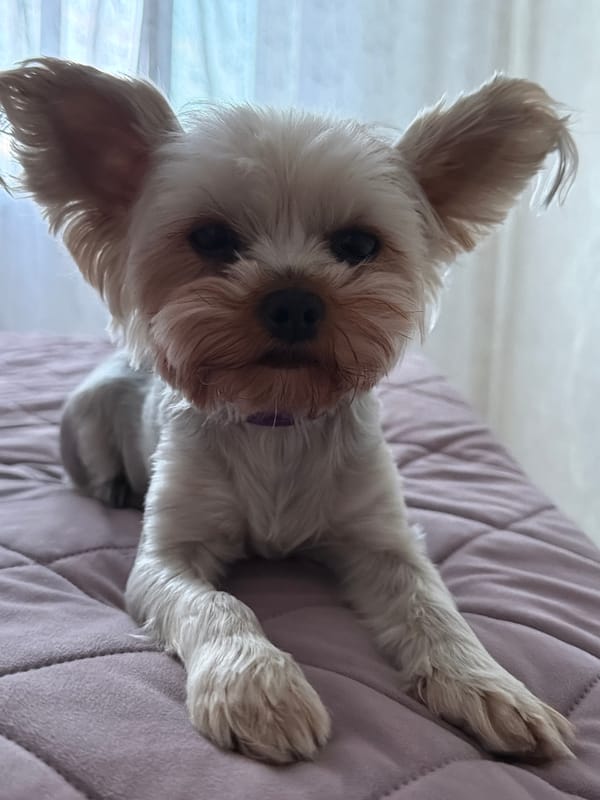 Yorkshire Terrier relaxing on a lavender quilted surface