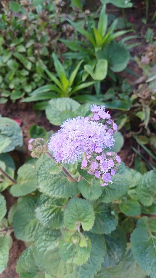 Summer stroll through Izhevsk's wooden houses and wild gardens