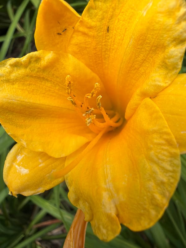 Yellow daylilies in close detail, from bud to full bloom