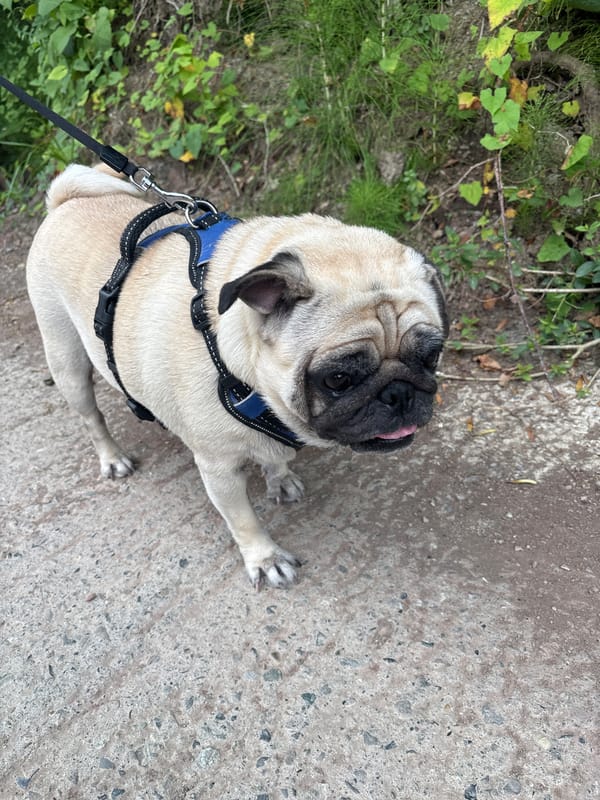 Pug walk and flowering shrubs on a Sochi path