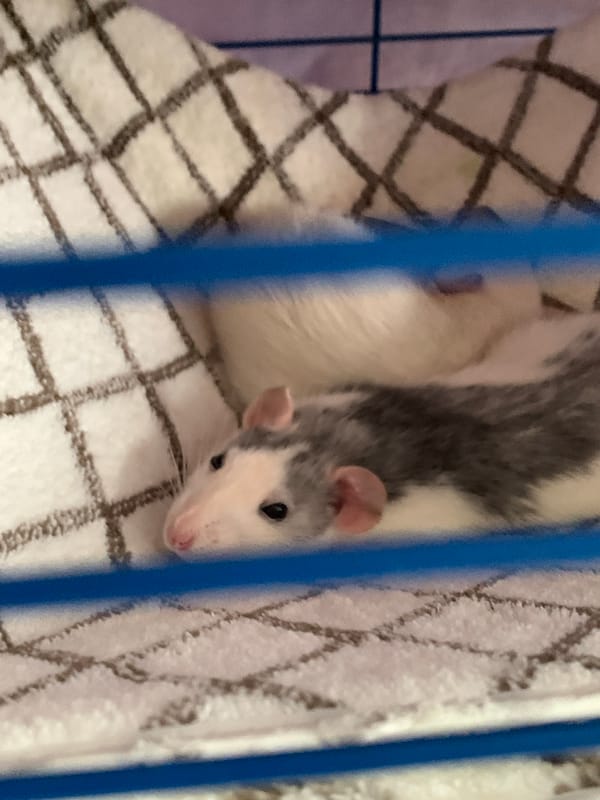 Pet owner documents rats and cat in Stavropol home