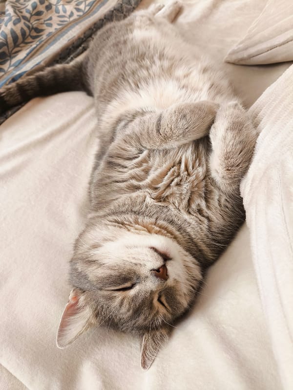 Grey tabby cat napping, grooming, and lounging at home