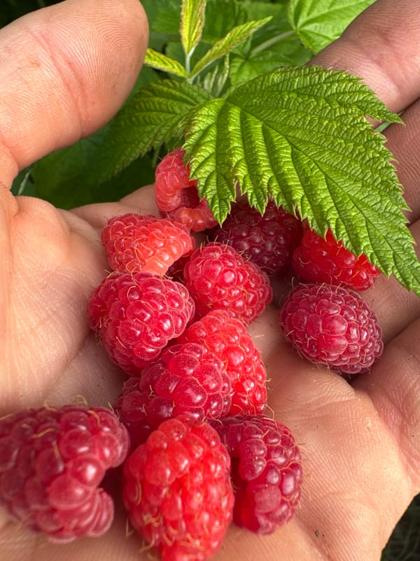 Raspberries and ladybugs in a Ukrainian summer garden