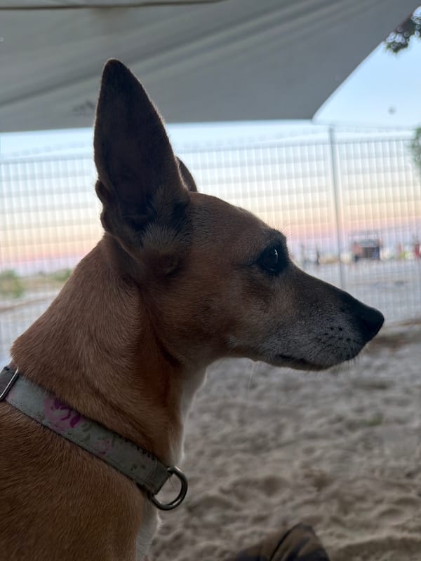 Chill beach afternoon with a small brown dog at Golden Beach