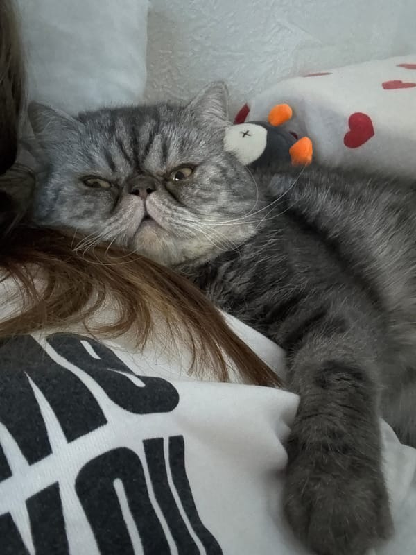 Woman and gray tabby cat share quiet moments in Perm