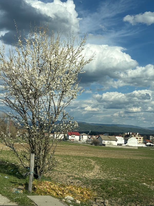 Spring blossoms captured in Razlog, Bulgaria landscape