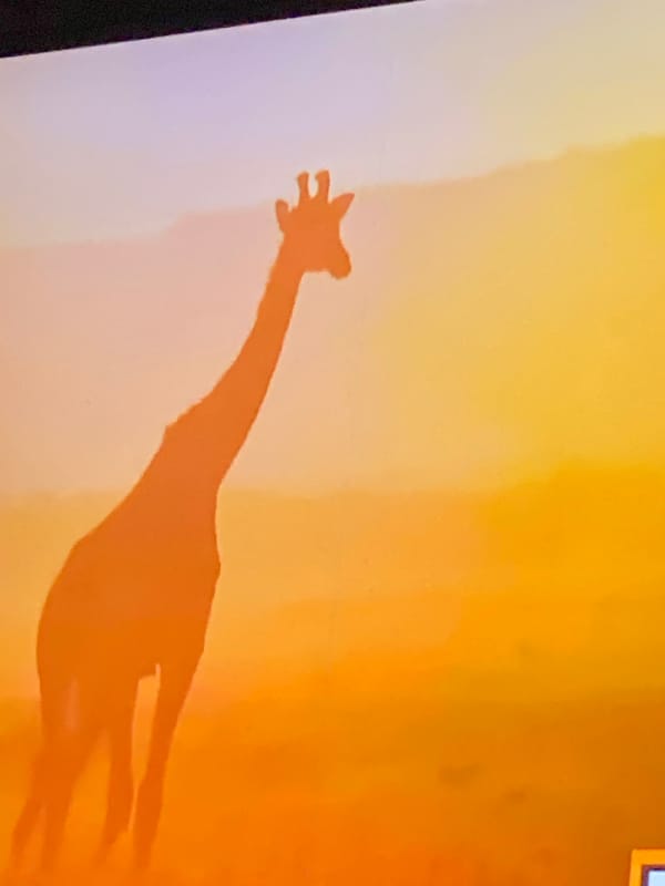 Giraffe shadow spotted on orange wall in Nkpor, Nigeria