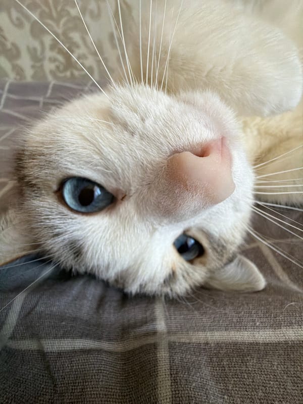 Cat photographed in various indoor poses in Izhevsk residence