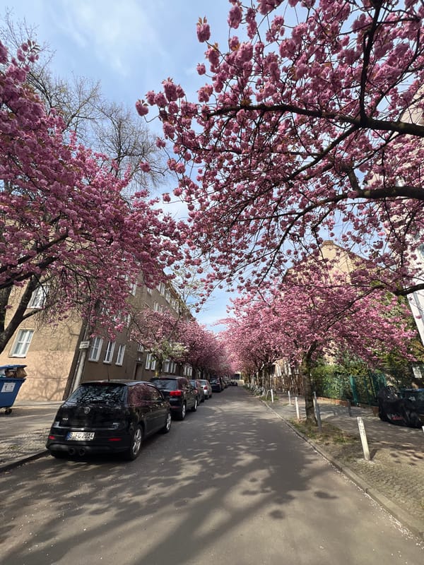 Cherry blossoms bloom along Berlin street