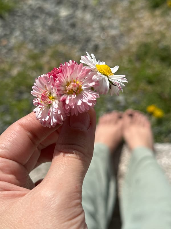 Person picks daisy bouquet in Russian countryside