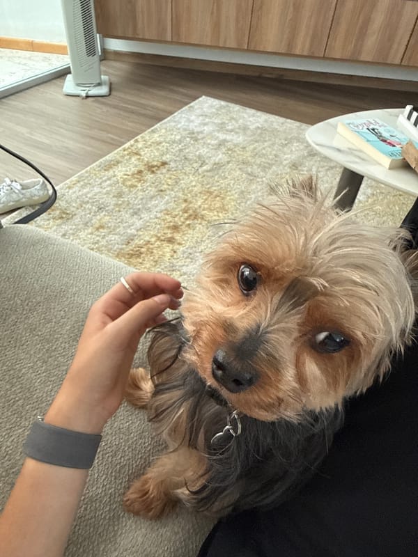 Yorkshire Terrier photographed during quiet moment in Mexican home
