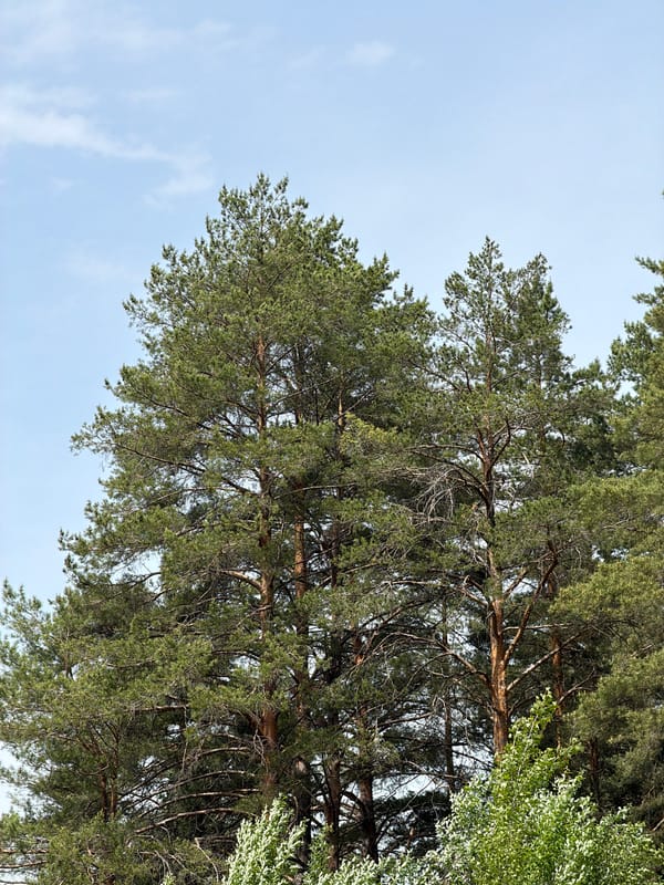 Forest dirt bike activity documented in Прикамский Russia
