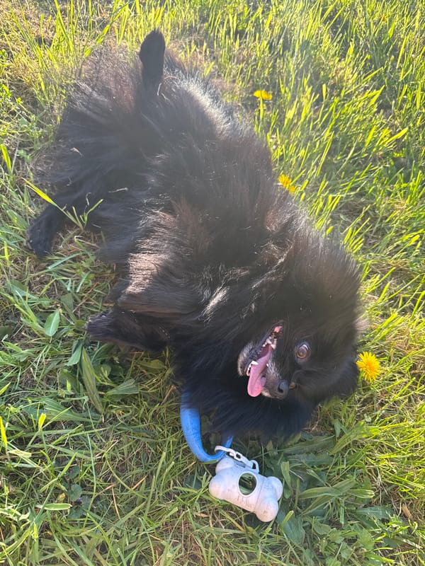 Person enjoys afternoon outing with small dog in Neerpelt