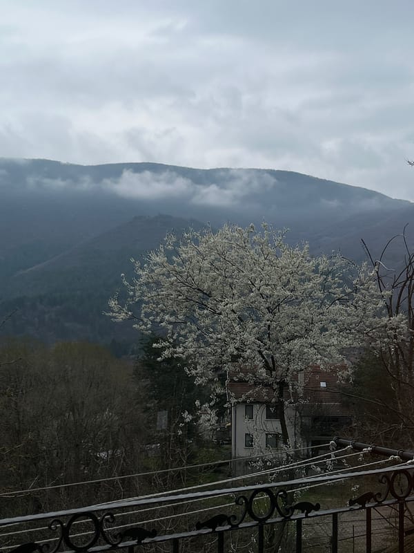 Spring blossoms captured against cloudy mountain landscape in Kokalyane