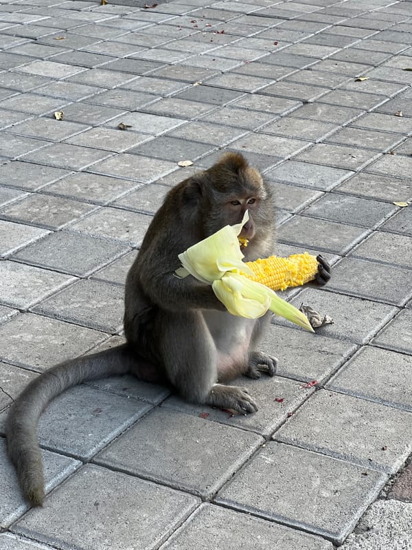 Macaque monkeys feed and socialize in Ubud streets