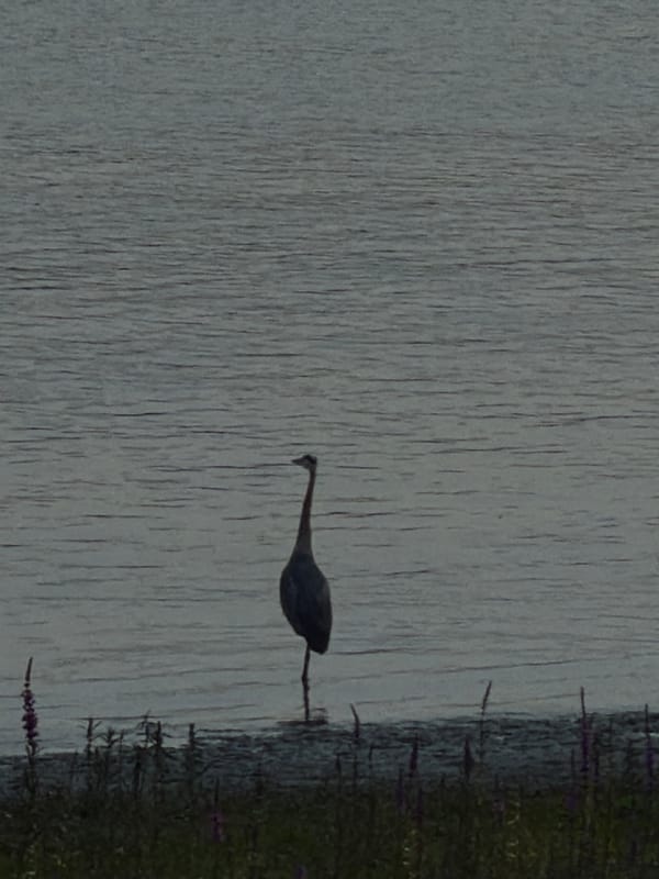 Great blue heron wading in still waters near Port Coquitlam