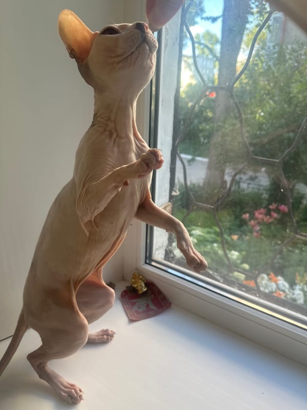 Sphynx cat spends an afternoon napping and snacking in Togliatti