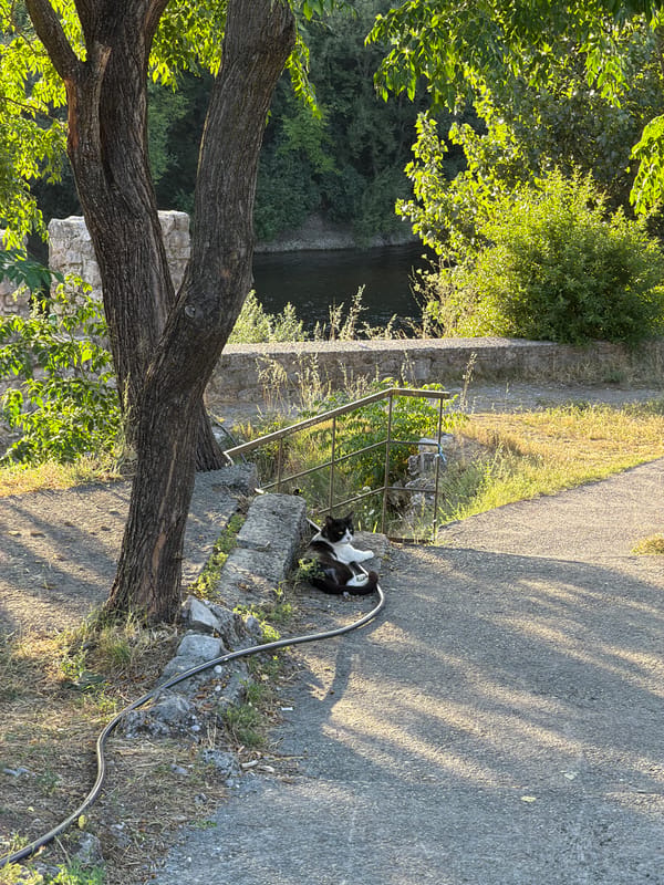 Lazy afternoon in Podgorica: old stones, a river, and one very chill cat