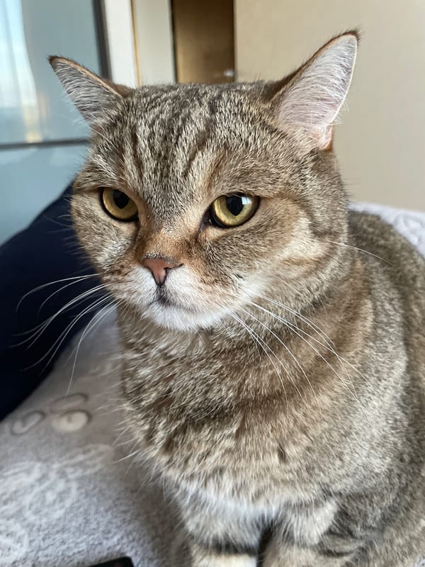 Tabby cat photographed in close-up portraits