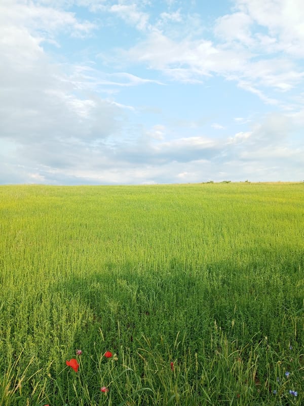 Person walks through wildflower meadows on summer afternoon