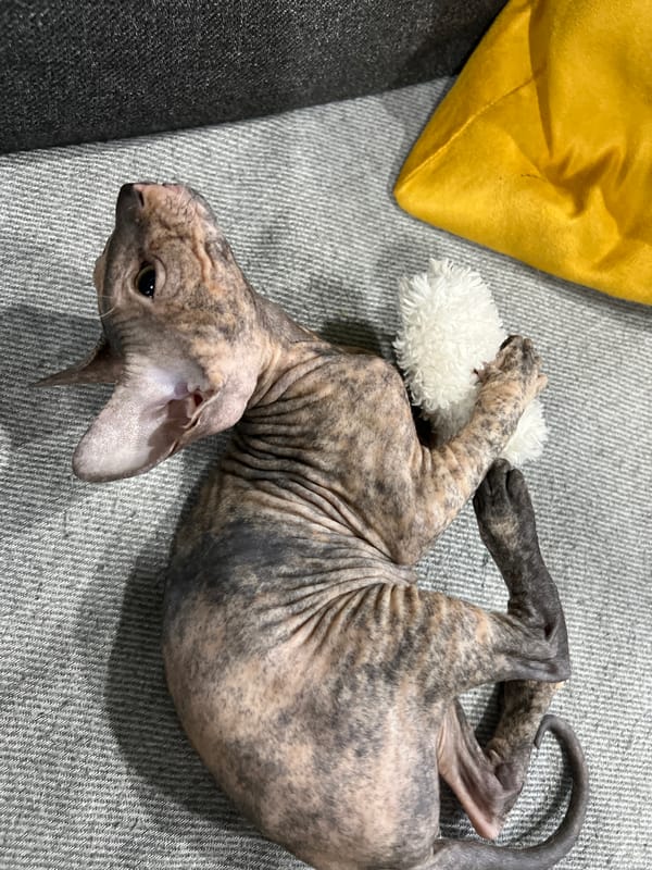 Sphynx cat plays with toy in Kazan home