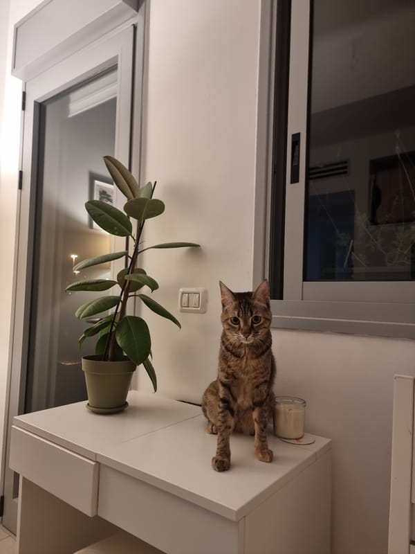Tabby cat observed on shelf with plant in Ramat Gan