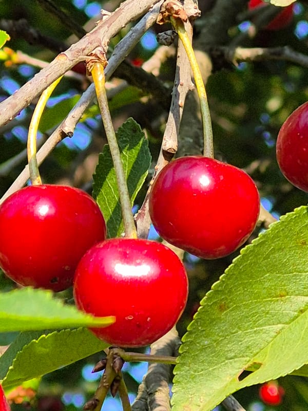Macro shots of garden life: cherries, snails, slugs, and butterflies