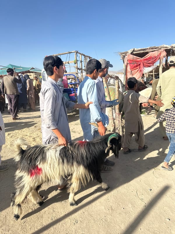 Goat stands among group with traditionally-dressed men outdoors