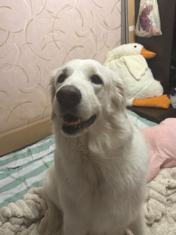 Dogs Rest on Beds with Plush Toys During Evening Hours
